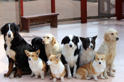 pet